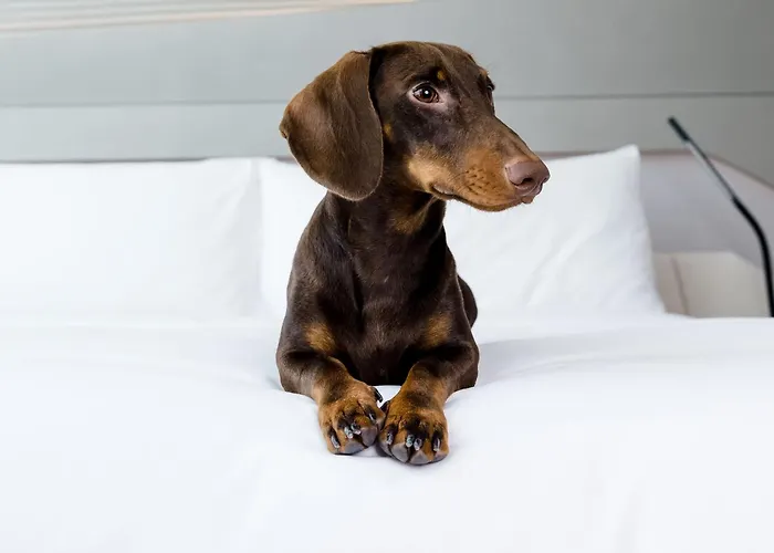 Familienhotel: Melia White House Hotel